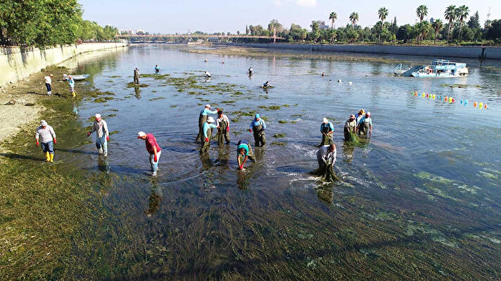Kuraklık nedeniyle su sirkülasyonunun azaldığı Seyhan Nehri bu sene yosun istilasına uğradı.