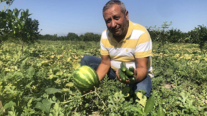 25 dönüm karpuz tarlasını ilçe tarım ve orman müdürlüğünden destek alarak salatalık tarlasına çeviren Fatih İnce, kilosu tarlada 3.50 TL olan salatalık ile karpuzun zararını çıkardığını söyledi.
