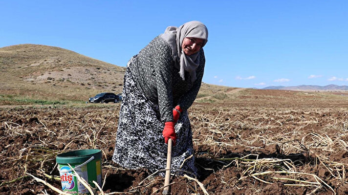 Sivas’ta Ekim ayının gelmesiyle toplama olgunluğa erişen patatesler hasat edildi. Çiftçiler tarlasını bir sonraki yıla hazırlamak için ise sürmeye başladı. 