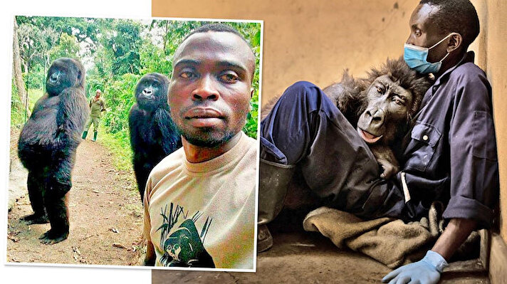 Bakıcısı Andre Bauma'yla 'çektirdiği selfie' ile tanınan goril Ndakasi, 14 yaşında hayatını kaybetti.<br><br>