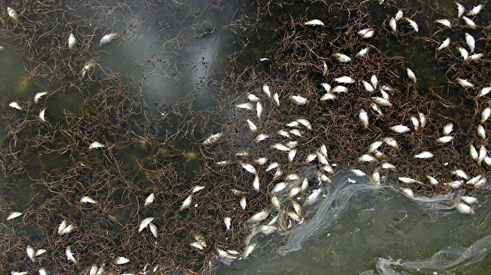Sivas kent merkezine 35 kilometre uzaklıkta bulunan Ulaş ilçesinde bulunan gölde adeta çevre felaketi yaşanıyor. 2016 yılında “Ulusal Öneme Haiz Sulak Alan” olarak tescil edilen Ulaş Gölü, bilinciz sulama ve kuraklık nedeniyle alarm veriyor. Suda oksijen yetersizliği nedeniyle toplu balık ölümleri yaşanıyor. Suların da çekildiği gölde ölen yüzlerce balık kıyıya vurdu. Görenleri ürküten balık ölümleri drone ile havadan da görüntülendi.