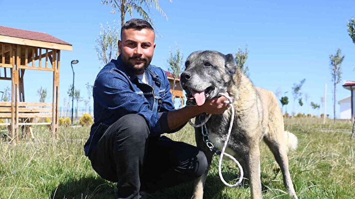 Sivas’ta Bilim, Sanayi ve Teknoloji Bakanlığı himayesinde Meraküm mevkiine yapılan Kangal Köpeği Üretim Eğitim ve Koruma Merkezi geçtiğimiz aylarda ziyarete açılmıştı. Kangal köpeği ırkının korunması, daha iyi tanıtılması ve takibinin kurumsal olarak yapılması amacıyla kurulan merkezde 22 damızlık 30 yavru Kangal köpeği bulunuyor. Köpeklerin bakımı büyük bir özenle yapılırken merkezde veteriner hekimde hazır bulunuyor. Vatandaşlar tarafından da oldukça beğenilen Kangal Köpeği Üretim Eğitim ve Koruma Merkezi yaz aylarında aylık 3 bin ziyaretçiyi ağırladı. Sonbahar ayının gelmesi ve havaların soğumasıyla birlikte ziyaretçi sayısı düşse de merkez kente gelen ziyaretçilerin uğrak yeri oldu.