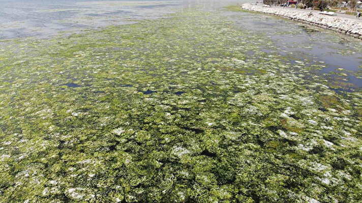 Halk arasında "deniz marulu" olarak bilinen aşırı alg çoğalması, İzmir’in Karşıyaka ilçesi Bostanlı sahilinde görüldü. Geçtiğimiz günlerde İzmir Büyükşehir Belediyesine bağlı ekipler, kıyı kesiminde yoğun olarak bulunan deniz marullarını toplama çalışması başlattı.