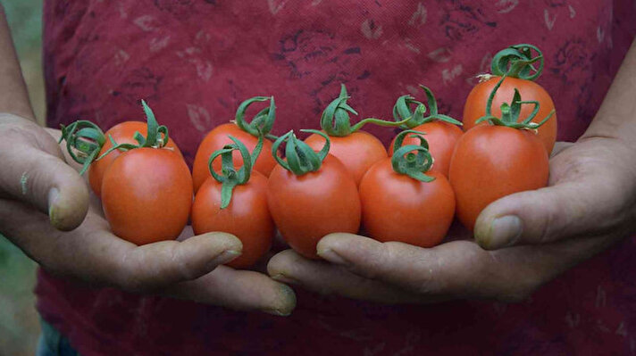 Aksu ilçesi Çamköy Mahallesi'ndeki 6 buçuk dönümlük serasında kokteyl domateste ilk hasadı yapan Ali Kütük, ilk hasadında bir dönümde 100-150 kilo ürün aldığını ifade etti.