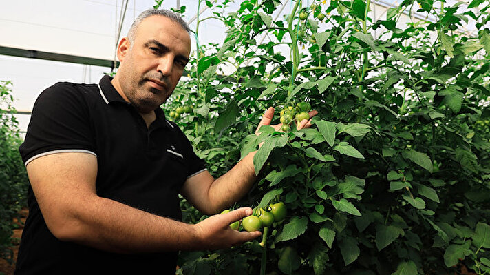 Yaz mevsiminde Antalya'nın yüksek rakımlı kesimlerinde yetiştirilip piyasaya sunulan domatesin hasadı, hava sıcaklığının gece 5 derecelere kadar düşmesiyle zorlaştı. Yüksek rakımlı üretim merkezlerinde havaların soğumasıyla hasat süresi uzadı.