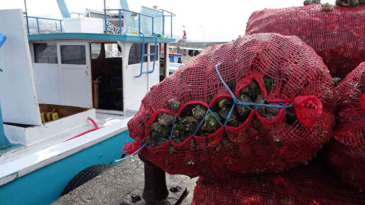 Özellikle kıyı balıkçıları bu sezon diğer balık çeşitlerinin yanı sıra ağırlıklı olarak palamutta umduklarını bulamayınca ihraç ürünü deniz salyangozuna yöneldi.<br>