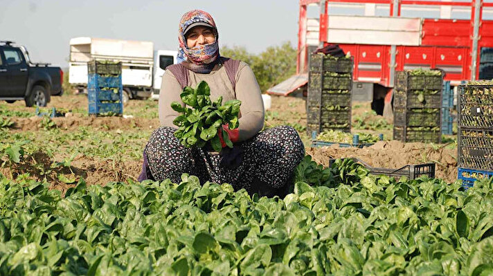 Menemen’deki ıspanak üreticileri ve işçiler, Giresun’da yedikleri ıspanakların arasında karışan avrat otu nedeniyle zehirlendikleri öne sürülen 6 kişinin haberinin ardından sıkıntıya düştüklerini söyledi.