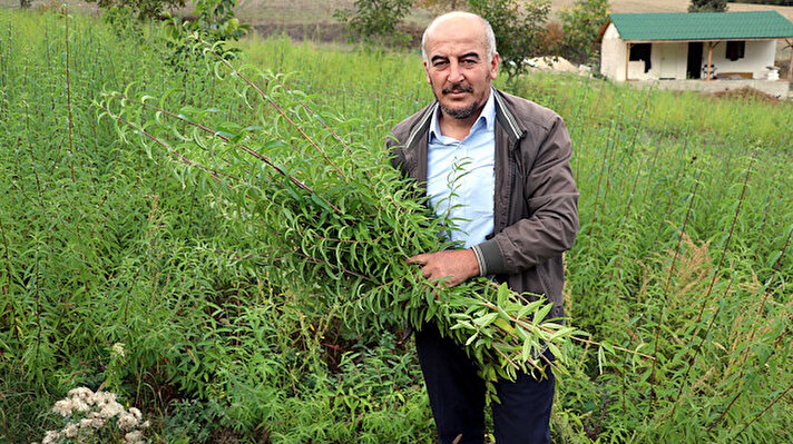 Yukarıçiftlik köyü Keten Mahallesi'nde çiftçi Mustafa Şirin, köyünde limon melisa üretmek için İl Tarım ve Orman Müdürlüğünden destek istedi.<br>
