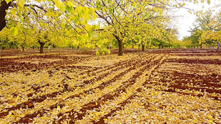 Dünyada en fazla kayısı üretiminin yapıldığı Malatya'daki kayısı ağaçları, sonbaharda oluşan renk cümbüşüyle ayrı bir güzelliğe büründü.
