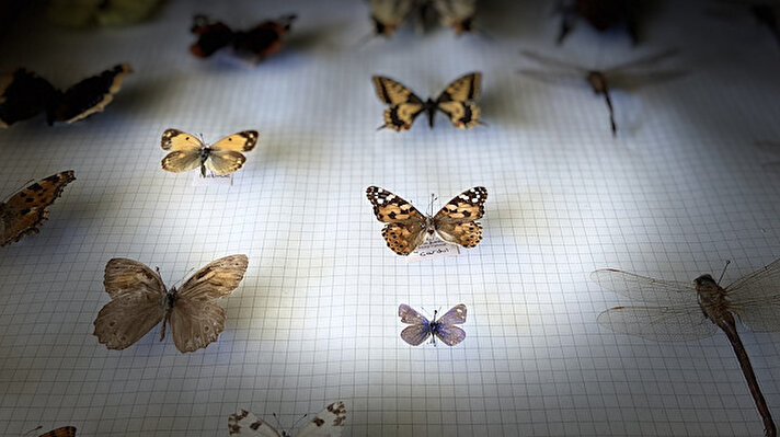 تركيا.. متحف جامعي يعرض ألفي نوع حشرات في بيئة علمية