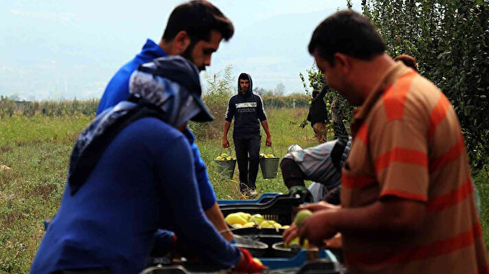 Sakarya'nın Geyve ile Pamukova ilçesinde yetiştirilen ve coğrafi işaret alan ayvanın 2021 yılındaki hasadı başladı. Pekmezi, kurutması, reçeli ile kompostosu yapılan ve sadece elle toplanan dalların sarı altını, iç piyasa ihtiyacının önemli kısmını karşılamasının yanı sıra dünyanın birçok noktasına ihraç ediliyor.<br>