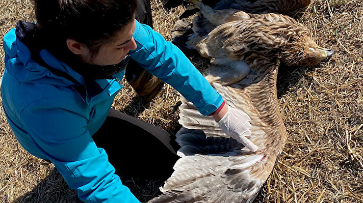 Kuşları, yaşam alanlarını ve küresel biyolojik çeşitliliğinı korumaya çalışan küresel koruma organizasyonları ortaklığı Birdlife’in (BSPB) Bulgaristan'daki kuş gözlem ekibi, GPS vericiyle takip ettiği genç şah kartalın sürekli aynı noktadan sinyal vermesi üzerine Türkiye'deki çalışmaları birlikte yürüttüğü uzman biyolog Cansu Özcan ile iletişime geçti.