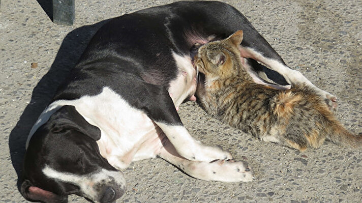 İçerenköy Mahallesi'nde kazada ölen kedinin yavrularına, kendi yavruları da ölen 'Fındık' adlı sokak köpeği sahip çıktı. Mahalledekiler tarafından beslenen sokak köpeği, yaklaşık 1 haftadır kedileri emziriyor. Köpeğin kedileri emzirmesi çevredekilerin ilgilisini çekiyor.