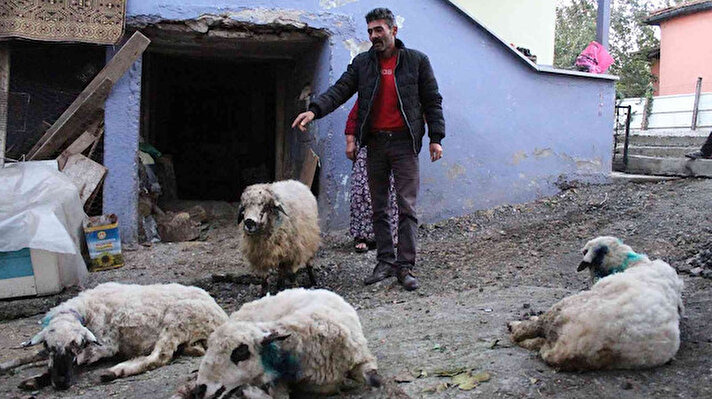 Çarşamba ilçesinin Kurtahmetli Mahallesi’nde ikamet eden 75 yaşındaki Nevzat Aydoğdu’ya ait 50’den fazla koyun, otlatıldığı meralık alanda sahipsiz sokak köpeklerinin saldırısına uğradı.
