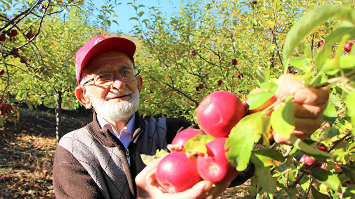 Çalışkanlığıyla görenleri şaşırtan ‘elma kurdu’ sağlıklı yaşamını sürdürmek için sofrasından elma, ceviz ve yoğurdu eksik etmediğini söyledi. 88 yaşındaki süper dedenin hayali elmanın başkentinden ülkenin başkentinde Cumhurbaşkanlığı Külliyesi’ne fidan dikmek.