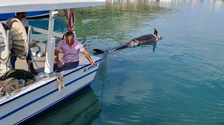 Antalya Balıkçı Barınağı yakındaki Çaltıcak mesire alanındaki kayalık bölgede siyah bir cisim olduğunu gören vatandaşlar durumu yetkililere bildirdi. Yapılan incelemede cismin Pseudorca crassidens (yalancı katil balina) olduğu belirlendi.
