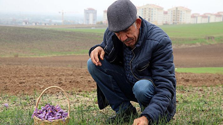 Safranbolu'dan deneme amacıyla aldığı safran soğanlarını 5 yıl önce toprakla buluşturan Artan (73), bitkinin üretim alanlarını her yıl genişletiyor.