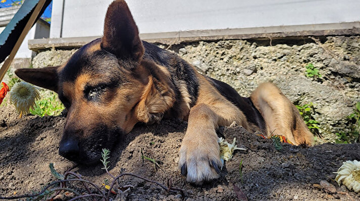 Araklı ilçesi Kaymaklı Mahallesi'nde kronik hastalıkları olan Ömer Güven, 29 Ekim'de yaşamını yitirdi. Güven'in 11 yıl önce sahiplendiği Alman çoban köpeği 'Fero' ise her gün sahibinin mezarına gidip başında bekliyor. 