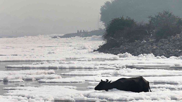 Dünyanın en kirli yerleri arasında gösterilen Hindistan’daki Yamuna Nehri, bir kez daha endüstriyel atıkların neden olduğu zehirli köpüğe teslim oldu. Nehrin Delhi’deki Kalindi Kunj yakınlarından geçen bölümü kar yağışını andıran beyaz köpükle kaplandı.