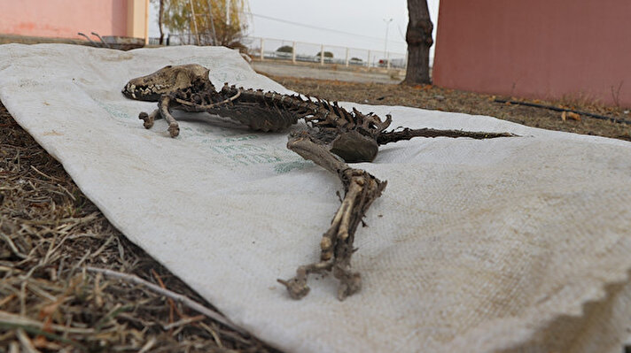 Eski bir iplik fabrikasının bahçesinde geçtiğimiz hafta kazı yapan işçiler, yaklaşık 1 metre boyunda, yırtıcı dişlere sahip, formu bozulmamış bir hayvan iskeleti buldu.<br><br>