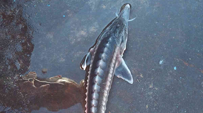 Tunceli'nin Çemişgezek ilçesinde 25 Ekim'de Keban Baraj gölünde balık tutan bir vatandaşın ağına daha önce hiç karşılaşmadığı balık türü takıldı. Yapılan incelemelerde balığın Sibirya Mersin balığı olduğu belirlendi. Aynı bölgede önceki gün de Muharrem Koçer isimli balıkçının ağına yine Sibirya Mersin balığı takıldı. Balığı inceleyen Koçer daha sonra hayvanı tekrar suya bıraktı. Balık hakkında bilgi veren Fırat Üniversitesi (FÜ) Fen Edebiyat Fakültesi Biyoloji Bölümü Öğr. Üyesi Doç. Dr. İbrahim Akın Temizer, nesli tükenmekte olan bu balığın Keban Baraj gölüne kadar gelmesinin normal bir hadise olmadığını belirtti. Doç. Dr. Temizer, aynı zamanda bir balığın kilosuna göre elde edilen havyarın 20 milyon liraya kadar alıcı bulduğunu kaydetti.<br>