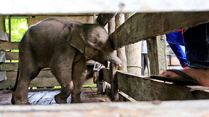 Endonezya'nın Sumatra adasındaki fil, nesli tükenmekte olan türleri avlayan kaçak avcılar tarafından kurulan bir tuzağa yakalandı.<br><br>
