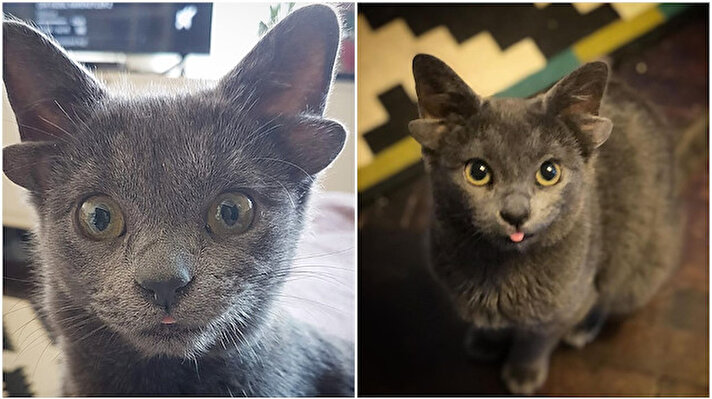 4 kulaklı yavru Mavi Rus cins yavru kedi Midas, sosyal medyanın gündeminde...<br>