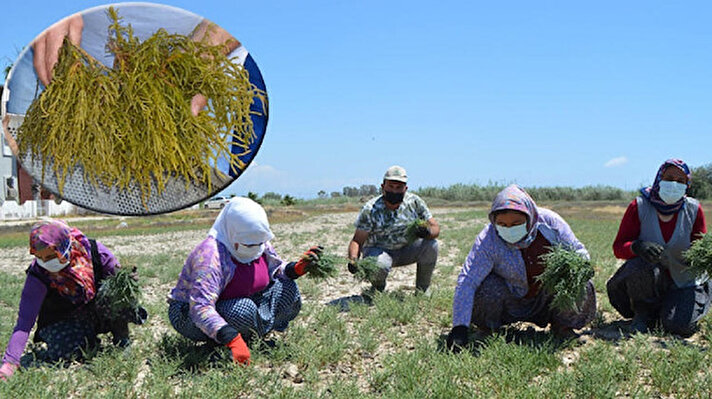 <br>Mersin'in Silifke ilçesinde özellikle çevre koruma sahası içinde toplanan deniz börülcesi bölge halkının gelir kaynağı oldu.