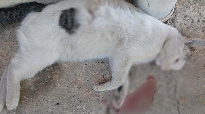 Budak Mahallesi'ndeki Hayat Sitesi’nde hayvanseverler tarafından beslenen kedilerden 3’ü öldürüldü. 