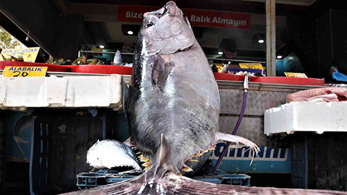 Samsun’da balıkçılar tarafından yakalanan dev orkinos balığı, Elazığ’da bir balıkçıda sergilendi. 