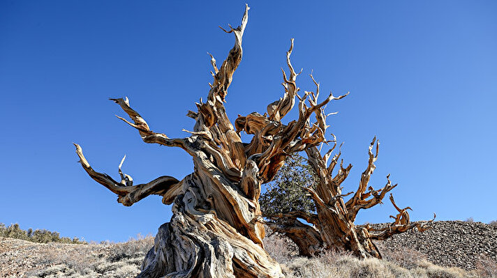 Methuselah ağacı, dünyanın en eski ağacı olarak o kadar iyi korunmaktadır ki, 1957'deki keşfinden bu yana konumu halk tarafından bilinmemektedir.<br>
