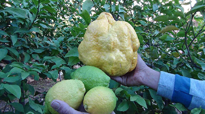 İlçeye bağlı Atayurt Mahallesi'nde limon bahçelerine giderek budama işi yapan Hüseyin Haskan, girdiği limon bahçesinde dalında 2 kilo 40 gram gelen bir limon buldu.