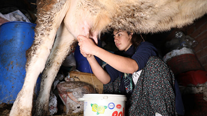 Diyarbakır'da çocuk yaştan bu yana inek sağarak bileğini güçlendiren ve 3 yıl önce yeteneği keşfedilen milli sporcu Gülçin Altınay, Dünya Bilek Güreşi Şampiyonası'nda üçüncülük elde etti.
