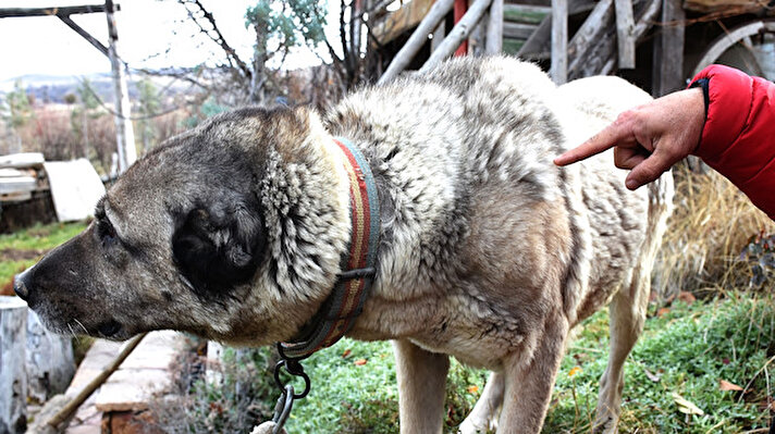 Sivas'ın marka değerlerinden olan ve dünyaca tanınan Kangal köpekleri, kendilerini her mevsim koşuluna adapte edebiliyor. Kent merkezine 15 kilometre uzaklıktaki Çelebiler köyü yakınlarında bulunan Yalçınkayalar Kangal Çiftliği'ndeki köpekler, kış mevsiminin gelmesiyle tüy değişimine başladı.