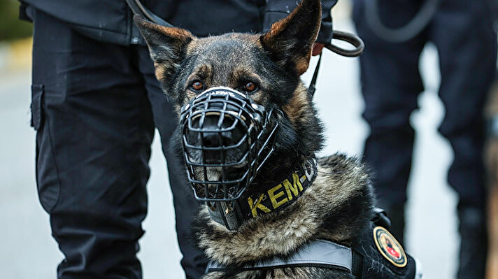 Emniyet Genel Müdürlüğünün dedektör köpekleri, narkotik, terör ve kaçakçılık suçlarıyla mücadelede polisin başarılı operasyonlarına büyük katkı sağlıyor.<br>