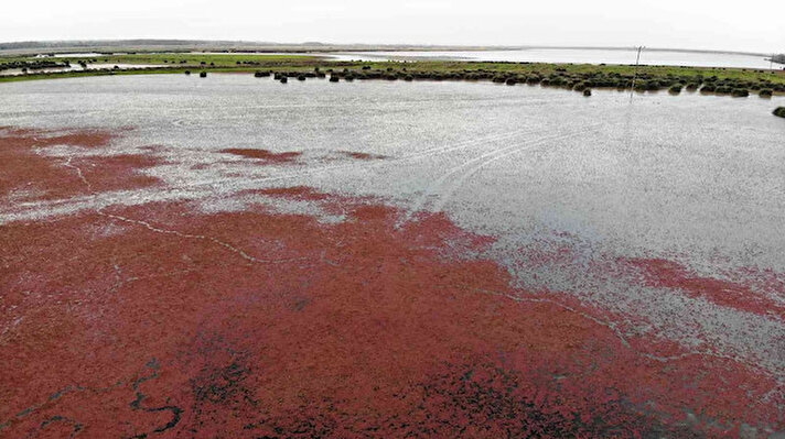 Samsun'da bulunan Kızılırmak Deltası'nda yayılış gösteren azolla filiculoides (bir tür su eğrelti otu), deltadaki su yüzeyinin tamamen kızıla bürünmesine neden oldu.