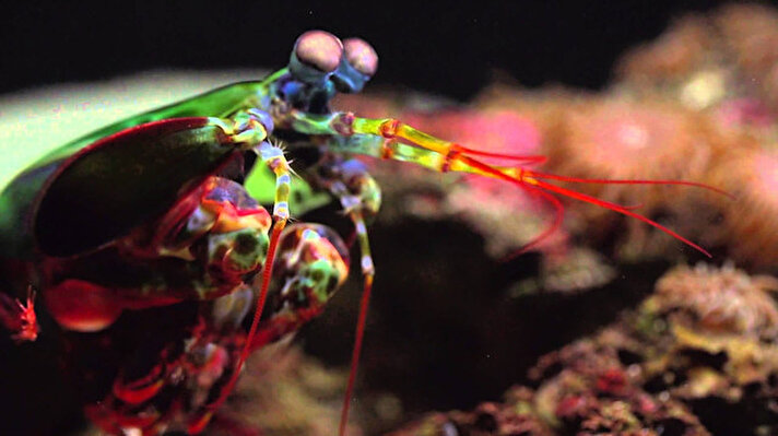 Bu hayvanların en güçlü özelliği yumruklarıdır. Mantis Karidesleri'nin yumruğu 80km/h ve vurduklarında 91 kilogramlık bir basınca sebep olur.