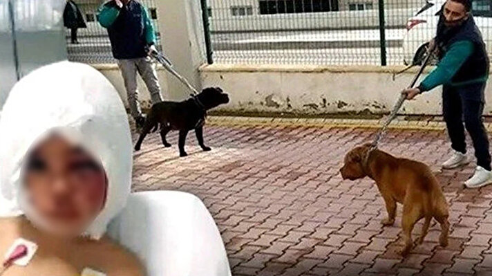 Gaziantep'te, oturdukları sitenin bahçesinde oynarken pitbull cinsi 2 köpeğin saldırısında ağır yaralanan Asiye Ateş (4), Antalya'da yapılan 4 saatlik doku naklinin ardından uyutulmaya devam ediliyor. Minik Asiye'nin doku nakli operasyonuna girmeden önce annesi Zübeyde Ateş'e "Yüzüm iyileşecek mi?" diye sorduğu, annesinin ise "Ömer Hocamız senin yüzünü iyileştirecek. Eskisi gibi olacaksın" diyerek moral verdiği öğrenildi.<br><br>