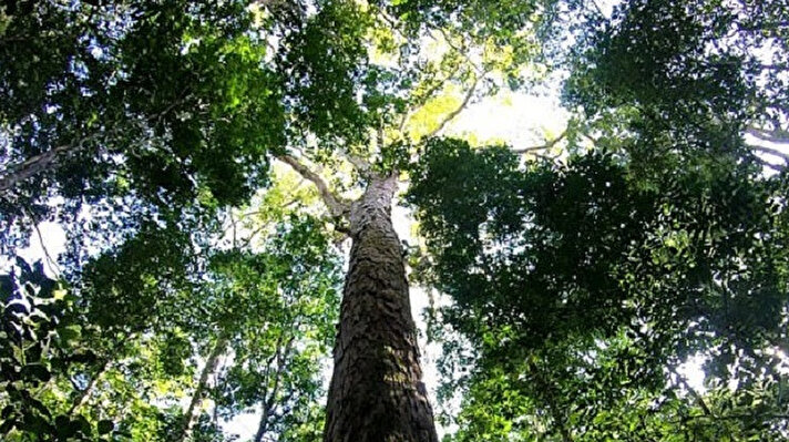 Araştırmacılar, Amazon'da bilinen en yüksek ağacı keşfetti ve 88,5 metre yükseklikte olduğunu açıkladı. 