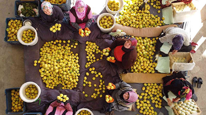 Ülke genelinde tüketilen limonun yüzde 80'inin karşılandığı Mersin'de, yaklaşık bir ay önce başlayan "Kütdiken ve Lamas" limonunda hasat aralıksız sürüyor. Bir taraftan hasat yapılırken, diğer taraftan toplanan limonlar iç piyasa ile ihracata gönderilmek üzere kadınların elinden özenle paketleniyor.