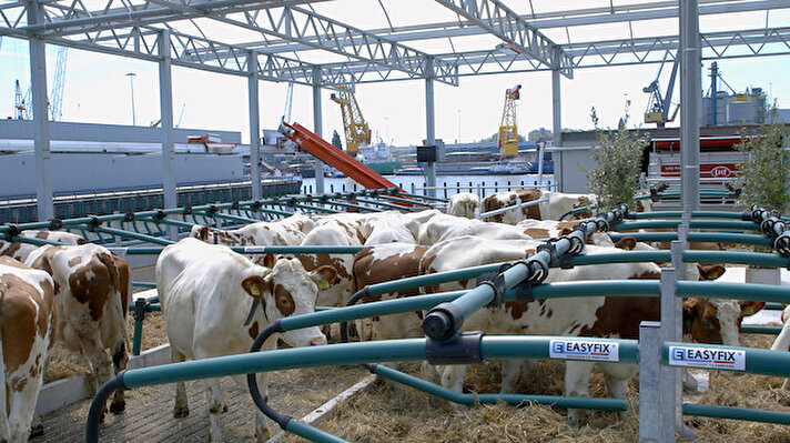 Merwehaven kanalı üzerine 2018 yılında inşa edilen ve Mayıs 2019'da faaliyete geçen 1200 metrekarelik yüzen çiftlik, arazi sıkıntısı çeken Hollandalılar için önemli bir çözüm olarak öne çıkıyor. Çiftliğin kurucularından Minke Van Wingerden, tesisin yaklaşık 40 inekle tam kapasite çalıştığını ve her bir inekten günlük 20 ila 25 litre süt aldıklarını anlattı.