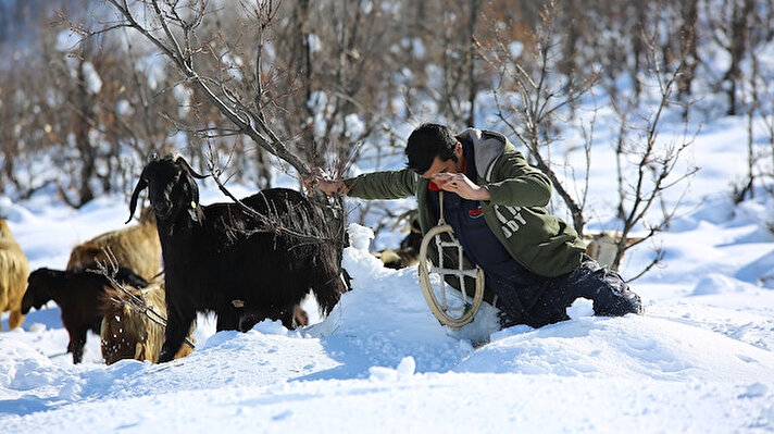 Türkiye'nin en çok kar yağan yerleşim yerlerinden, yılın 6 ayı kış şartlarının hüküm sürdüğü Ovacık'ta, keçi yetiştiricileri ağır hava koşulları nedeniyle zorlu günler yaşıyor. 
