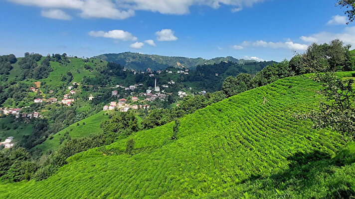 Dünyada çayın yetiştirildiği Japonya, Çin, Hindistan, Sri Lanka ve Endonezya gibi ülkelerde üretilen, kozmetik sektörü ve yemeklerde kullanılan çay tohumu yağı, Türkiye'de de Çaykur tarafından yürütülen Ar-Ge çalışmaları sonucu elde edildi. 