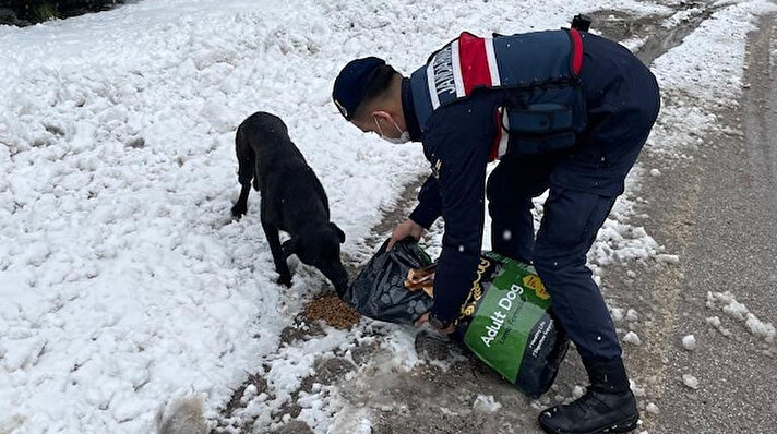 İl Jandarma Komutanlığı ekipleri, asayiş faaliyetlerinin yanı sıra zorlu geçen kış aylarında yiyecek bulmakta zorlanan sokak hayvanları için de besleme çalışması yürütüyor. 
