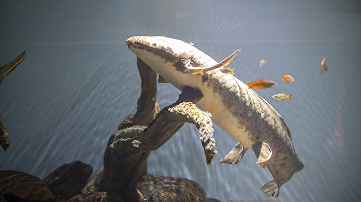 ABD'ye 1938'de Avustralya'dan getirilen ve dünyanın en yaşlı akvaryum balığı olduğu söylenen Methuselah'ın, türünün yok olma tehlikesi nedeniyle San Francisco Müzesi'nde koruma altına alındığı belirtildi.<br><br>