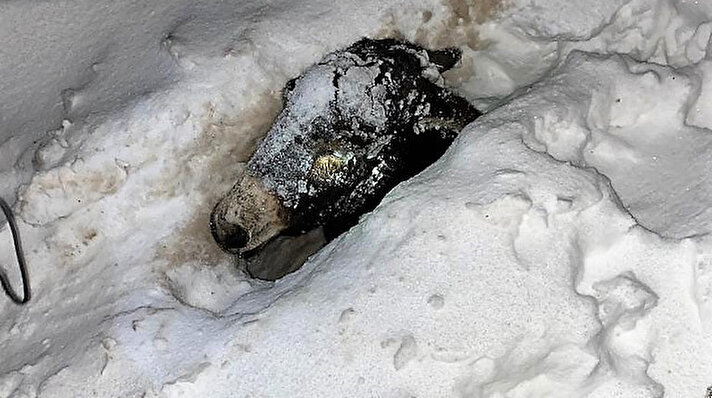 Bağlar ilçesi kırsal Karacadağ Mahallesi’nde, geçen hafta etkili olan kar yağışında, gece kontrol için ahıra giden Abdullah Karacadağ, eşeğini göremedi.