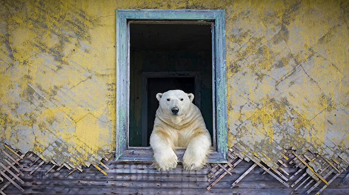 Rusya'nın Vrangel Adası'ndaki kutup ayıları Vahşi yaşam fotoğrafçısı Dmitry Kokh tarafından görüntülendi. 