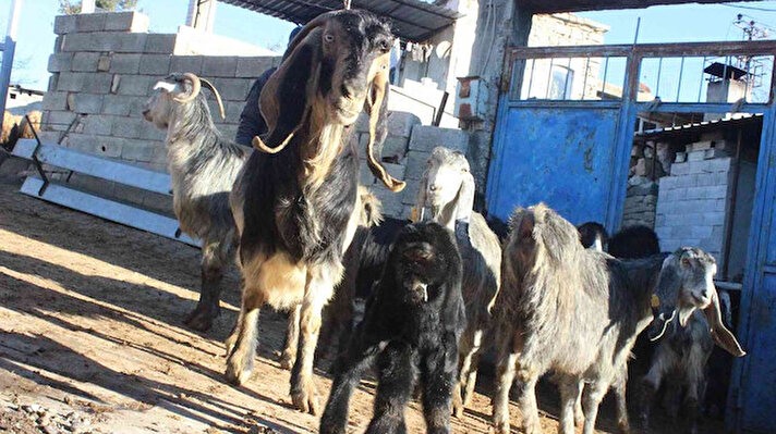 Musabeyli ilçesine bağlı Gökmusa köyünde hayvancılıkla uğraşan Ahmet Kartal'ın keçisi dün akşam gözü alnında bir dişi oğlak dünyaya getirdi.