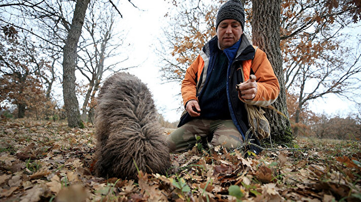 Trüf mantarının yetiştiği alanlara özel eğitimli köpekleriyle giden toplayıcılar, ormanlık alanda trüf mantarı bulabilmek için günde yaklaşık 25-30 kilometre yol kat ediyor.