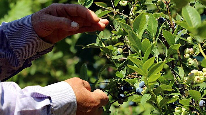 Samsun Ondokuz Mayıs Üniversitesi (OMÜ) Ziraat Fakültesi akademisyenleri 1996 yılından bu yana yaptıkları çalışmalarla “maviyemişi (blueberry)” ülke ekonomisine kazandırdı.